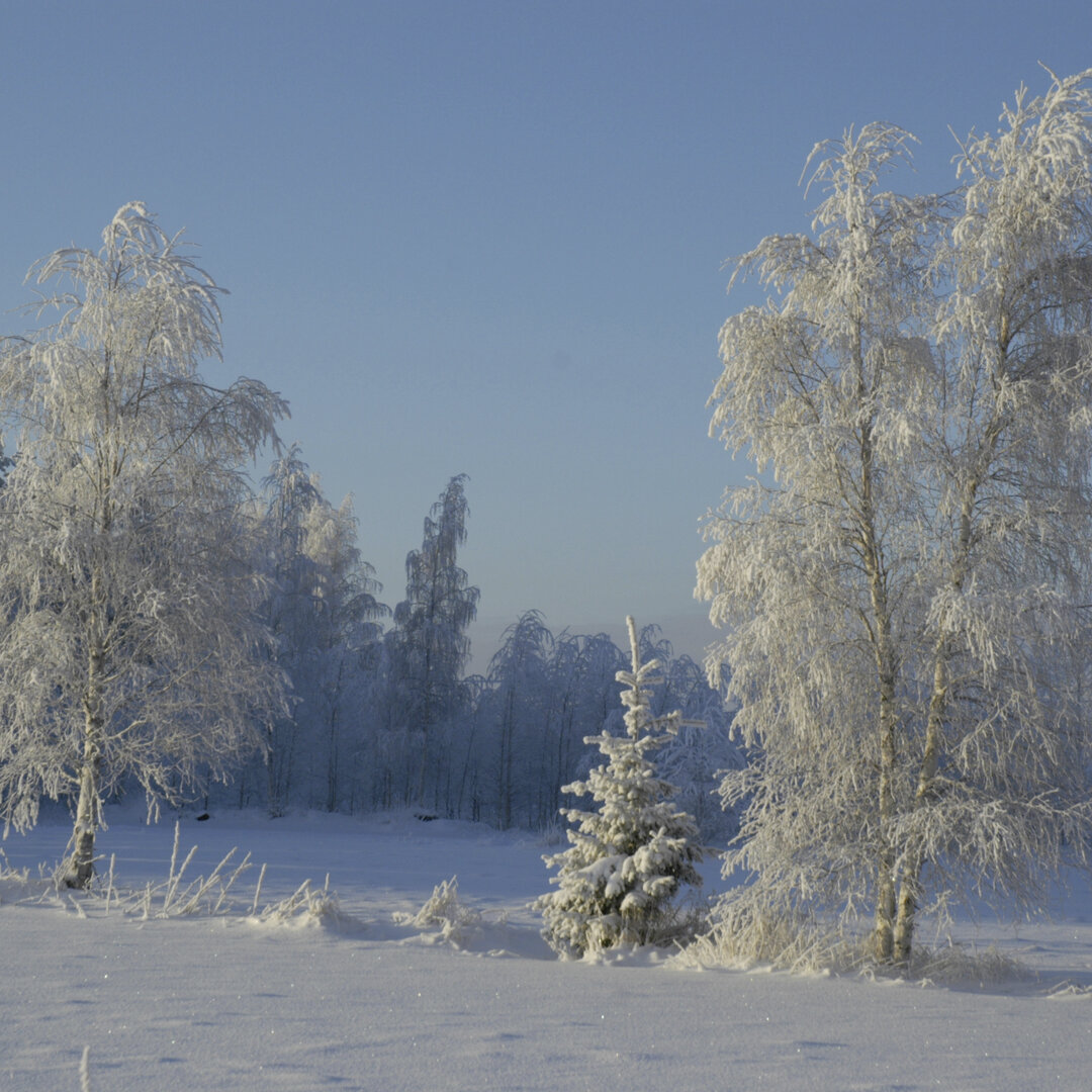 Huurteiset koivut vuoden vaihteessa