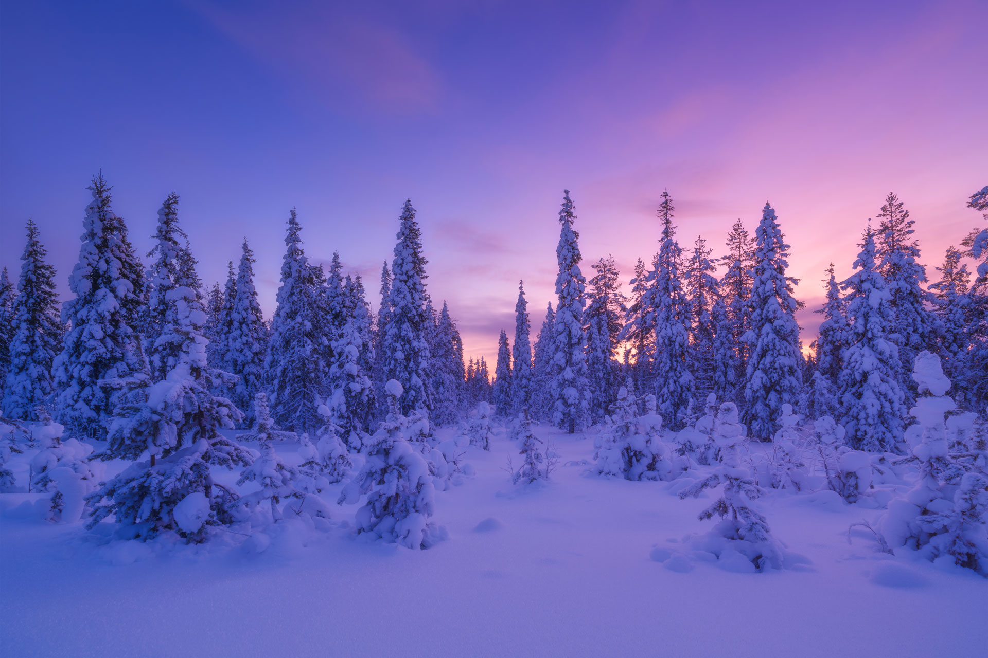 Auringonlasku talvinen metsä